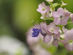 ホルムショルディア　テッテンシス