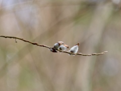 鳥さん？ネコヤナギ？