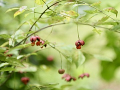 秋の実 ツリバナ 秋の実 ツリバナ