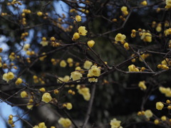 いい匂いがいっぱい