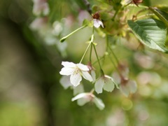 匂桜　平野匂