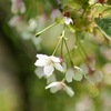 匂桜　平野匂