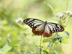 やっと会えたね
