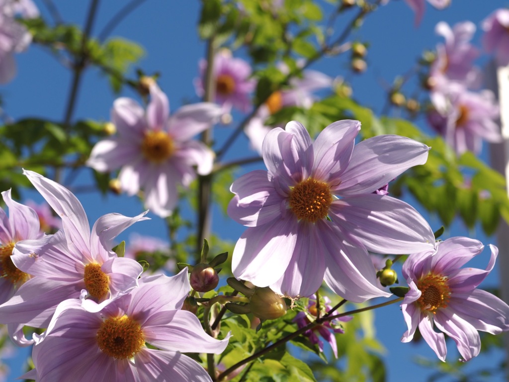 華やか　皇帝ダリア