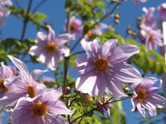 華やか　皇帝ダリア