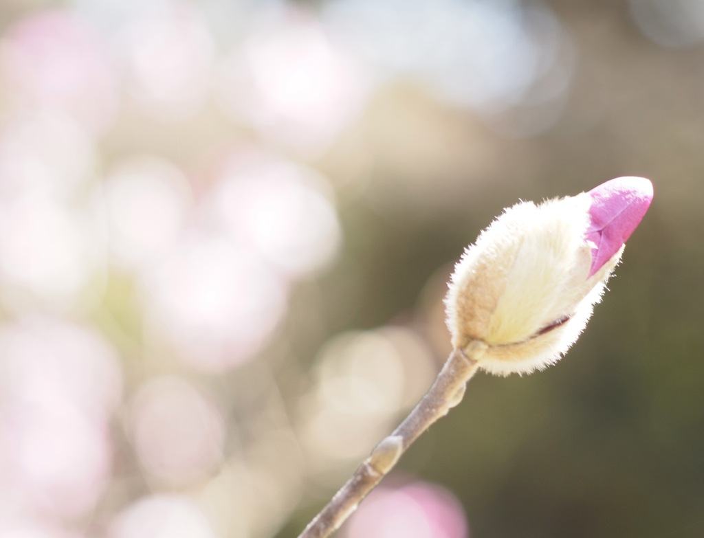 春の光とシデコブシ