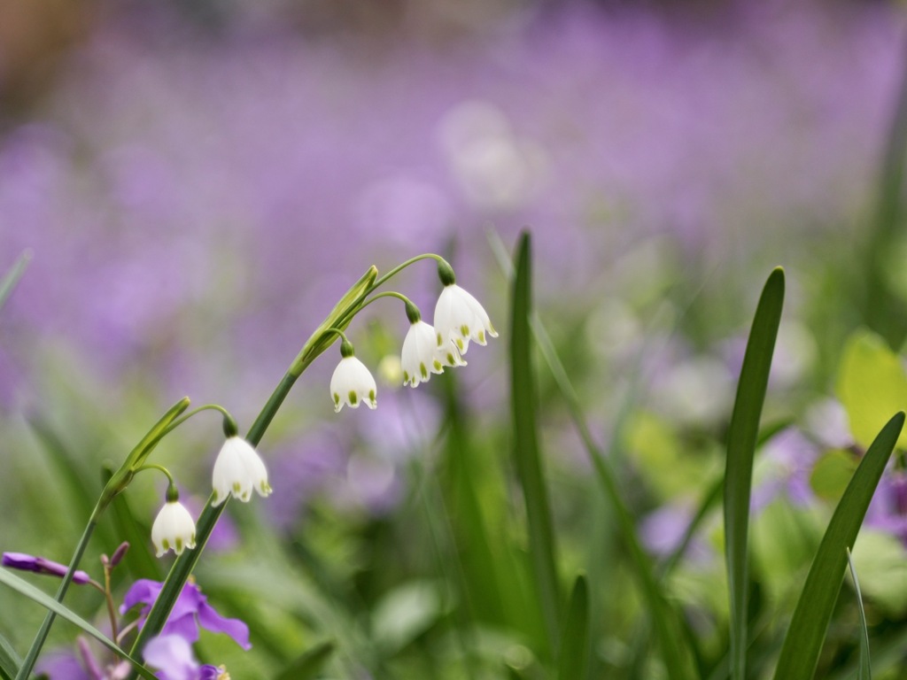 ムラサキハナナをバックに