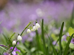 ムラサキハナナをバックに