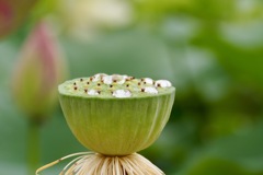 雨上がりのハス