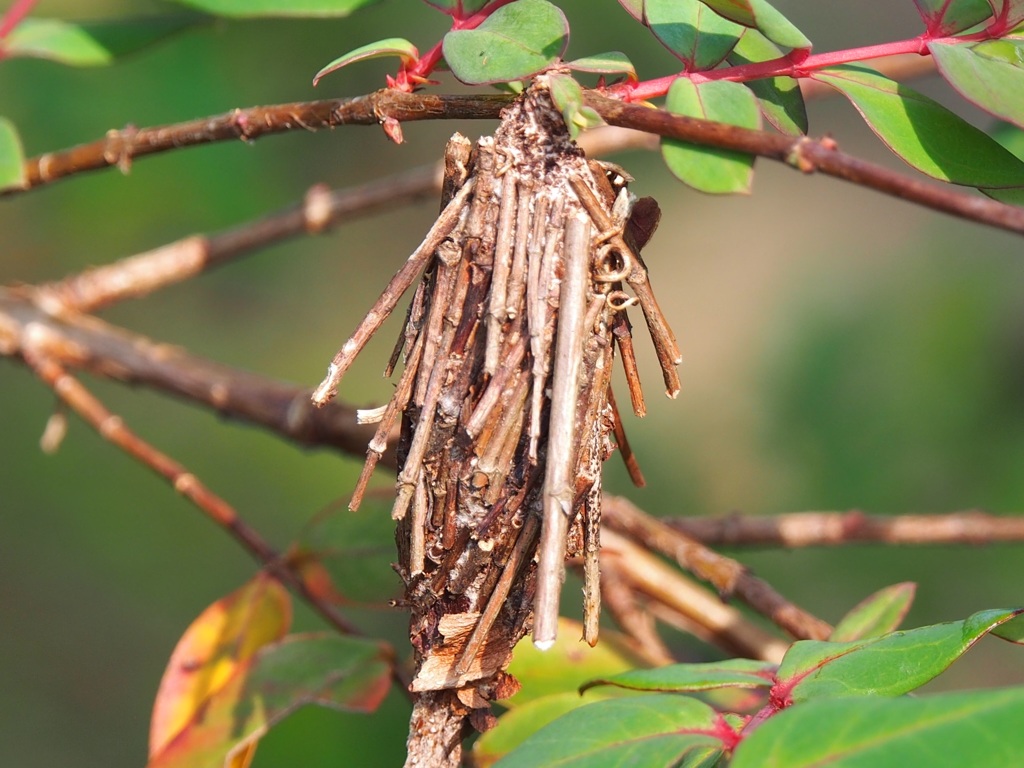 グッジョブ❗️
