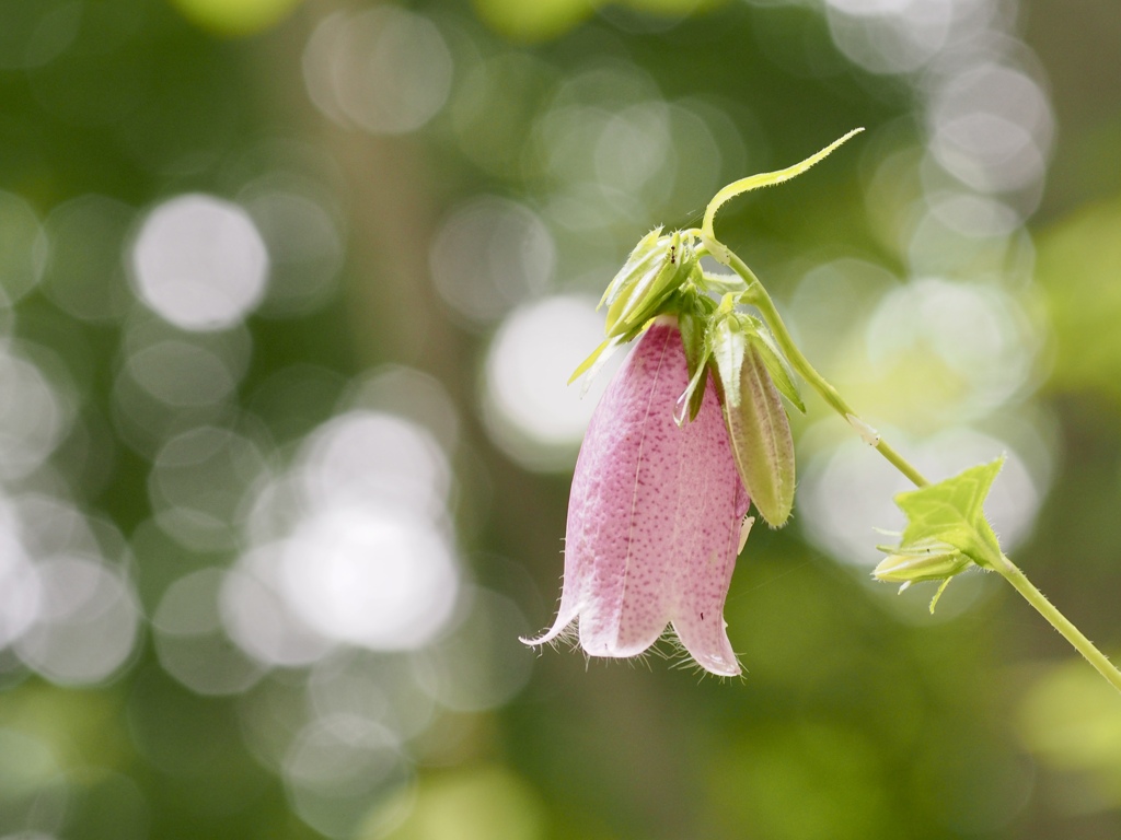 ホタルブクロⅡ