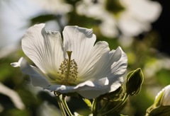 芙蓉の花