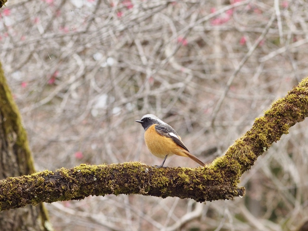 梅林にて ジョビ君に会う