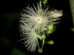 サガリバナ　温室にて