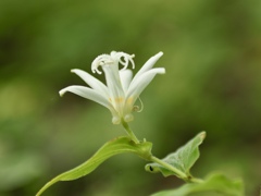 ホトトギス　白花