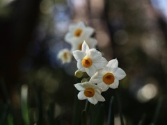ニホンスイセン