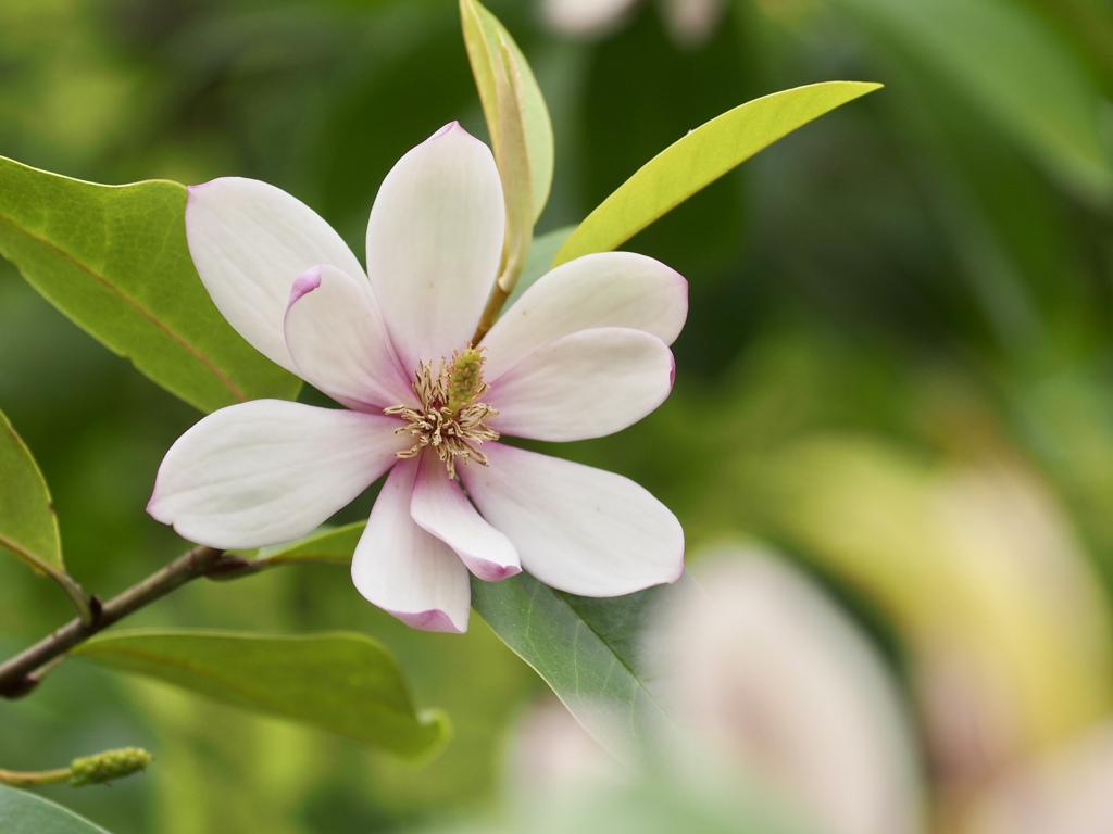 マグノリアの花