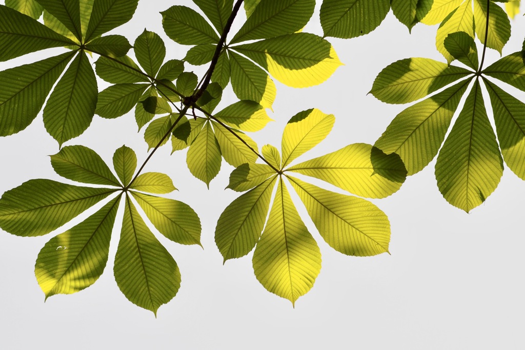 トチノキを見上げて