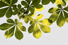 トチノキを見上げて