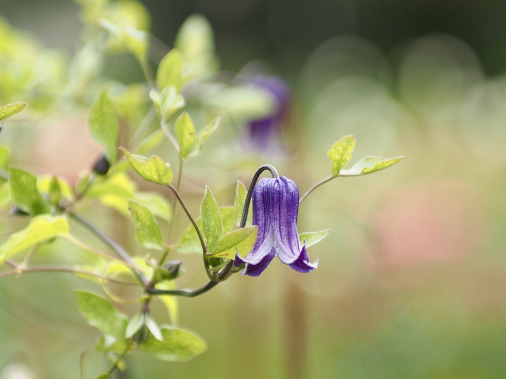 クレマチス　ロウグチ