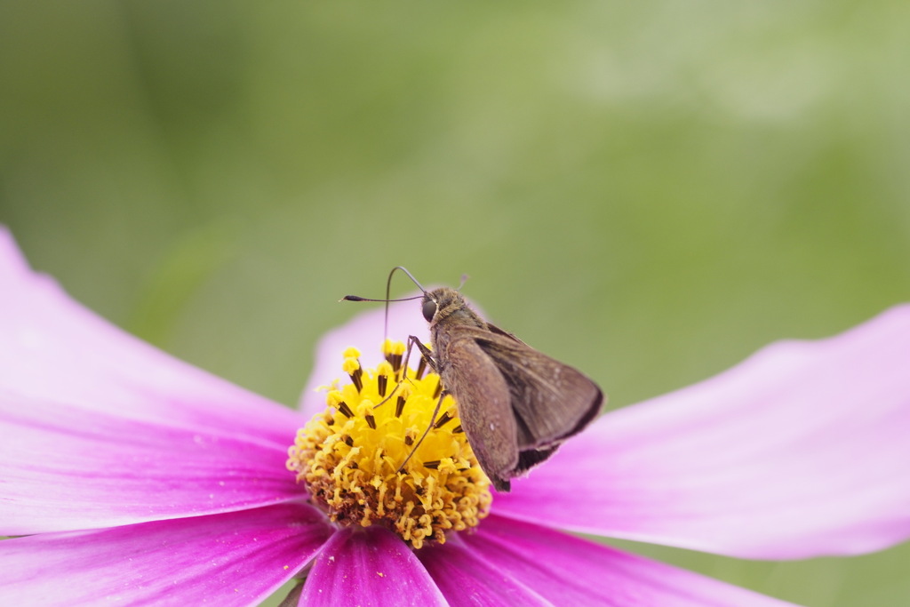 秋桜とセセリ君