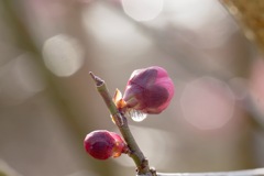 梅林にて