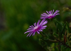 可憐　マツバギク