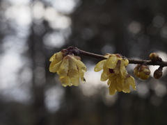 雨上がりの蝋梅