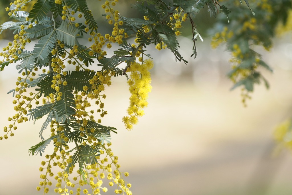ミモザの咲く頃