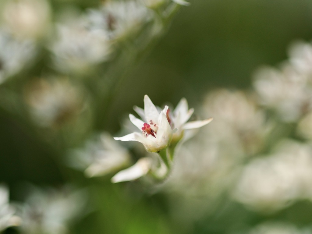 タンチョウソウ