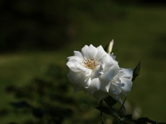 白いバラ
