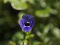 トレニアの指輪