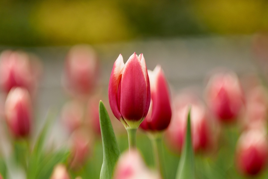 アイスチューリップ3