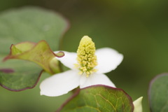 花言葉は白い追憶