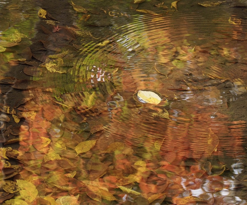 波紋と沈む落ち葉