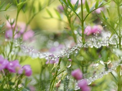 小雨のあと