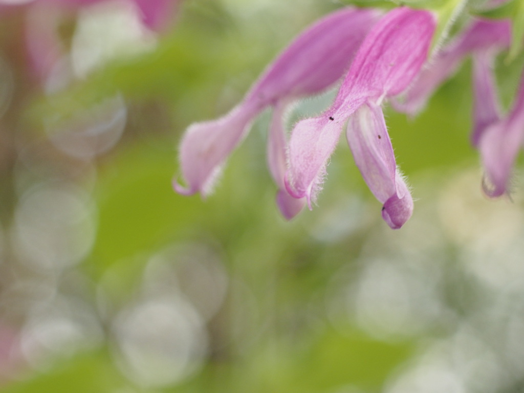 パステルカラー（温室にて）