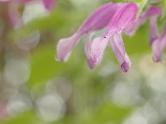 パステルカラー（温室にて）