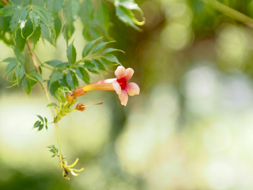 ノウゼンカズラ