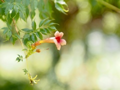 ノウゼンカズラ