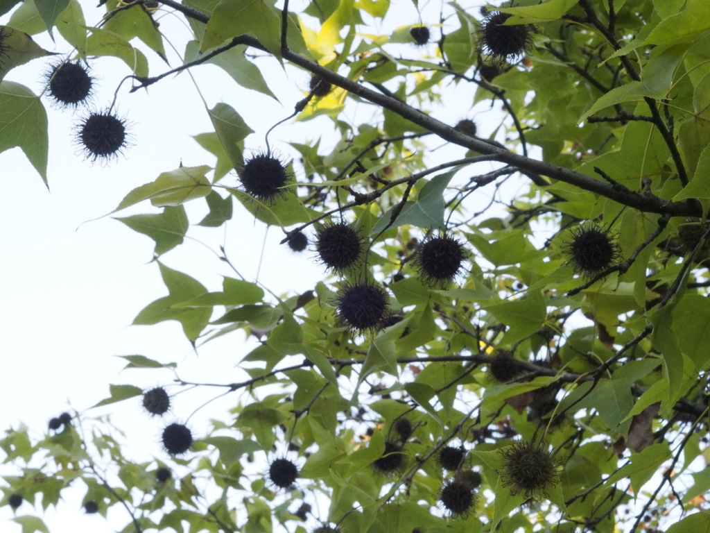 まっくろくろすけ出ておいで