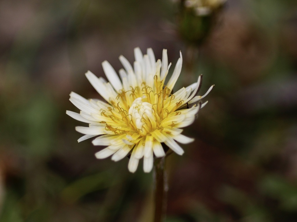 シロバナタンポポ
