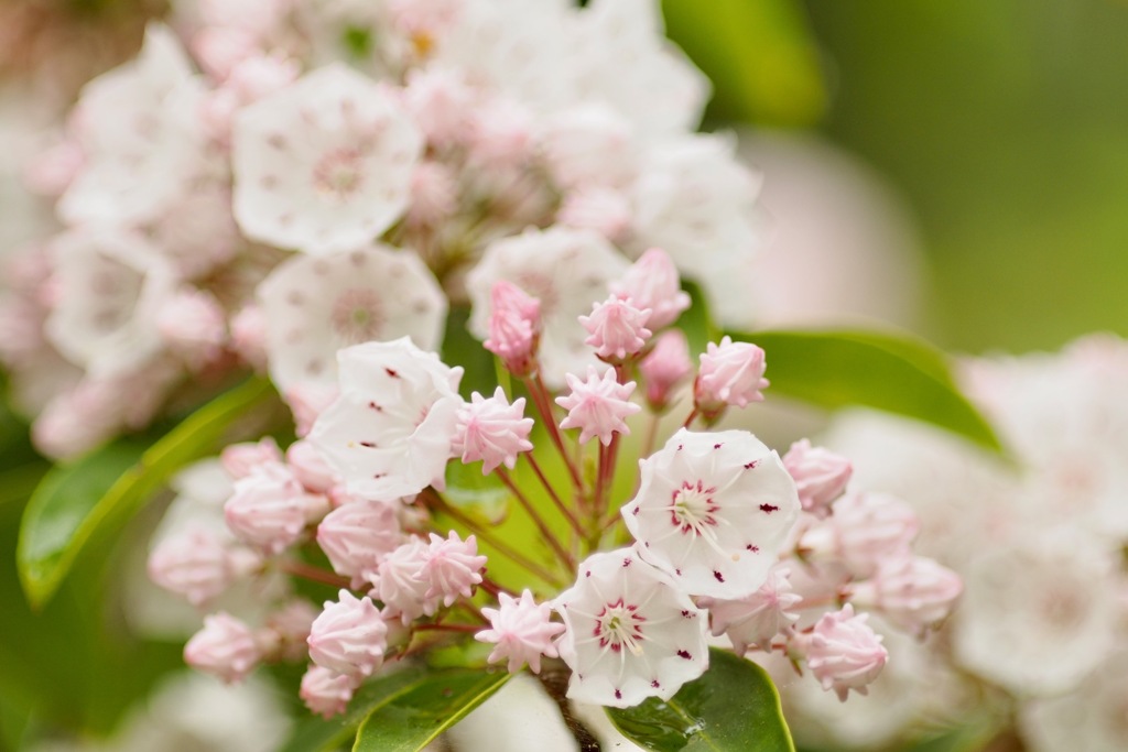 金平糖がいっぱい　　カルミア