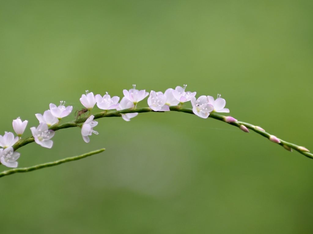 ほのかに桜色