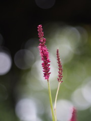 ペルシカリア・・#/%♪