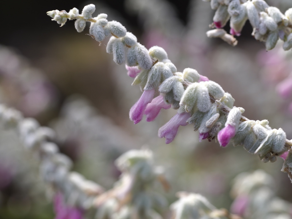 あったかそうなサルビアレウカンサ