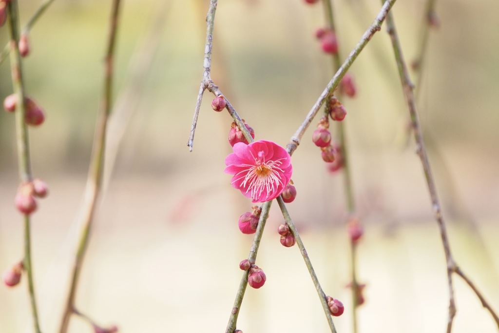 枝垂れ紅梅