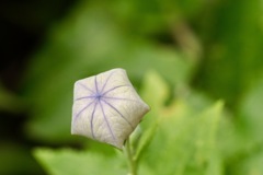 五角形と放射状