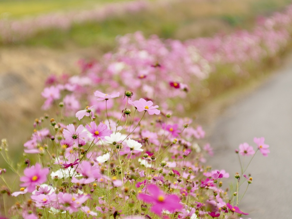 コスモスの咲く道