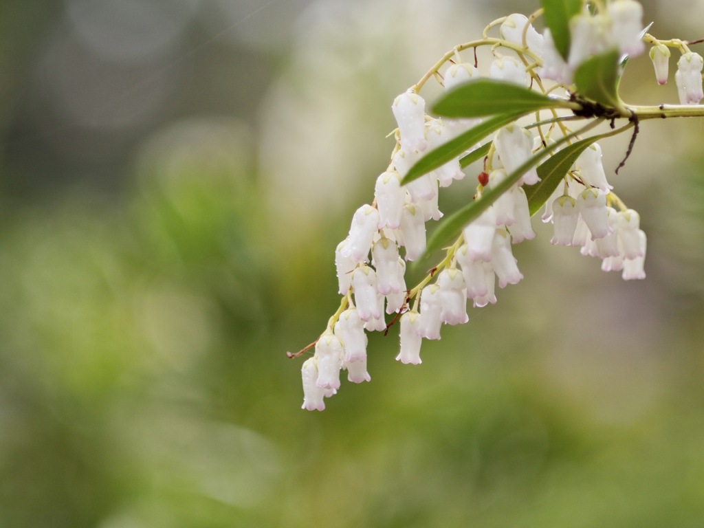 奄美の純白 アマミアセビ